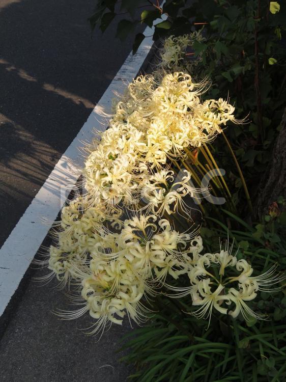 傾いた陽の光の色が映る白いヒガンバナ ヒガンバナ,曼珠沙華,花の写真素材