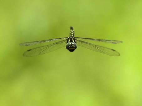 Sarasa dragonfly, JPG Sarasa dragonfly, JPG