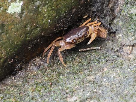 サワガニの素材写真 サワガニの素材写真 サワガニ,沢蟹,カニの写真素材