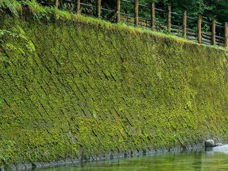 苔の石垣 苔の石垣 苔,石垣,岐阜県夕森渓谷の写真素材