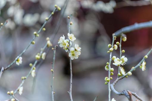 早春に咲く白梅の花 白梅,梅,花の写真素材