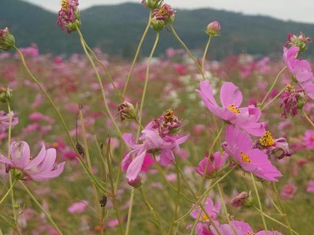 コスモス コスモス,秋,風景の写真素材