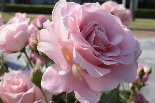 バラ園にてピンクの薔薇を撮りました バラ園にてピンクの薔薇を撮りましたの写真