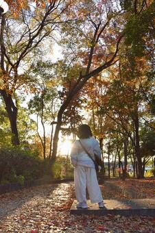太陽と紅葉と 太陽に思いをはせる,風景,秋の写真素材