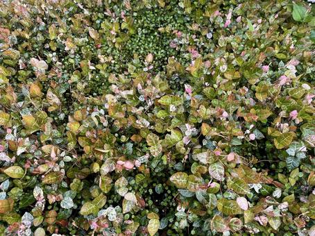 ハツユキカズラの写真