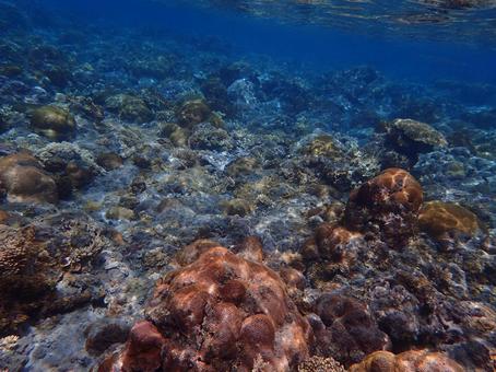 小笠原のシュノーケリング 小笠原のシュノーケリングの写真