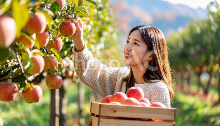 秋の味覚狩りをする女性 味覚狩り,秋,女性の写真素材
