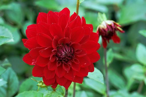 宝塚ダリア園　秋　ダリア9　手毬歌の写真