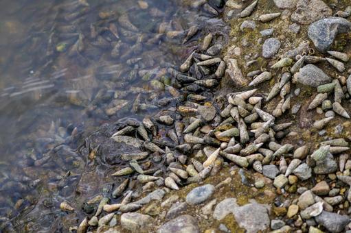 ホソウミニナ⑶の写真