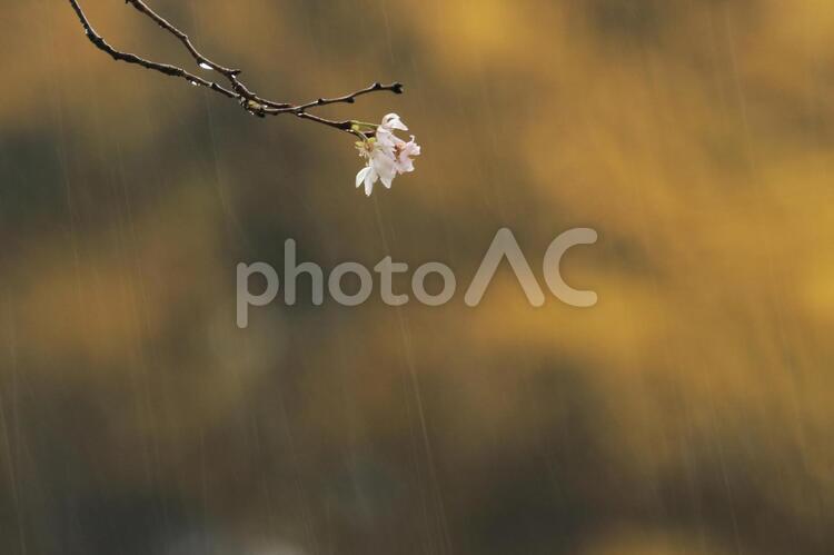 桜　雨の日 小花,桜,雨降りの写真素材