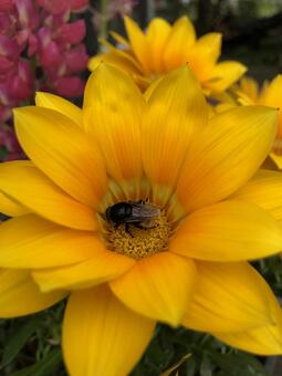 Bee sucking honey of flower 1 Bee sucking honey of flower 1