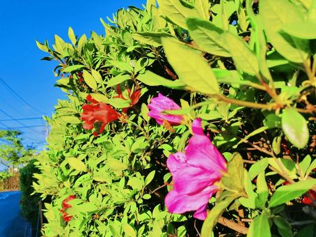 青空とつつじの花の写真