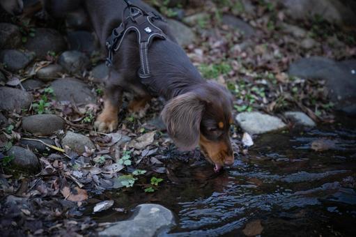 Photo, dog, dachshund, brown, 