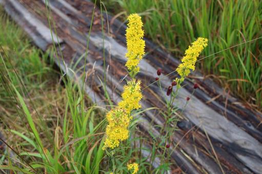ミヤマアキノキリンソウ ミヤマアキノキリンソウ 尾瀬,ミヤマアキノキリンソウ,植物の写真素材