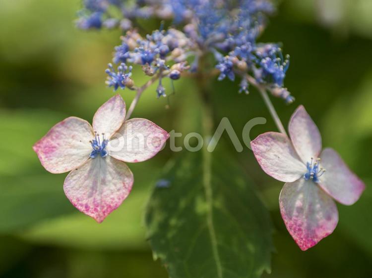 ガクアジサイ 紫陽花,紫,ピンクの写真素材