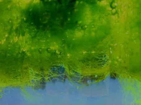 困った！水槽の藻 藻,水槽,水質の写真素材