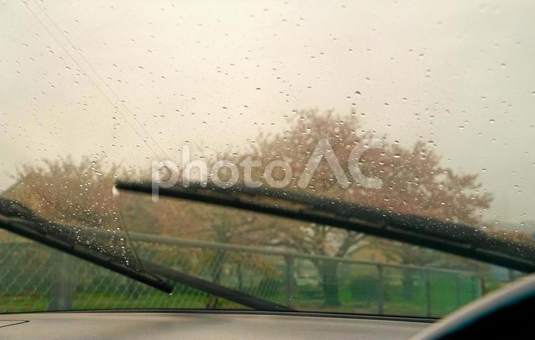 花散らしの春雨 桜,花,春の写真素材