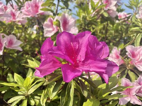 azalea, JPG