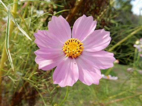 【花の写真】コスモス（秋桜） コスモス,秋桜,自然の写真素材