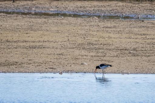 ミヤコドリ⑺ ミヤコドリ⑺の写真