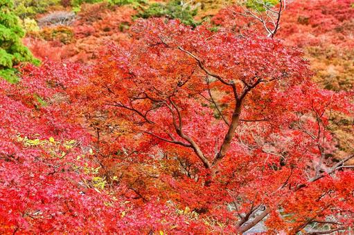 紅葉狩り 紅葉狩り 紅葉,もみじ,赤の写真素材