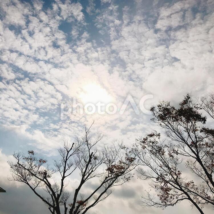 冬空と木 冬,木,雪の写真素材