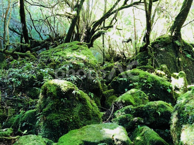 屋久島のもののけの森 屋久島,苔,山の写真素材