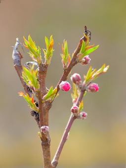 Photo, cherry blossoms, bud, flower, 