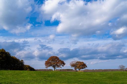 色づく木々と空に雲が広がる牧草地 牧草地,緑,雲の写真素材