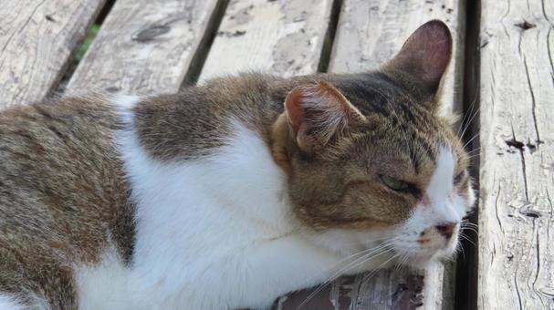 ベンチの上で夕涼みしているもふもふな猫 ベンチの上で夕涼みしているもふもふな猫の写真
