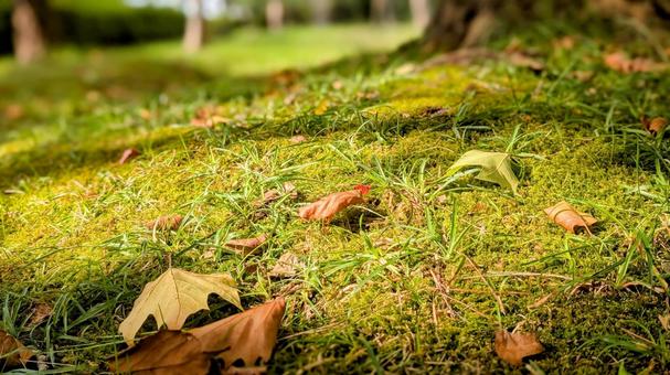 秋の木漏れ日と落ち葉 秋,木漏れ日,落ち葉の写真素材