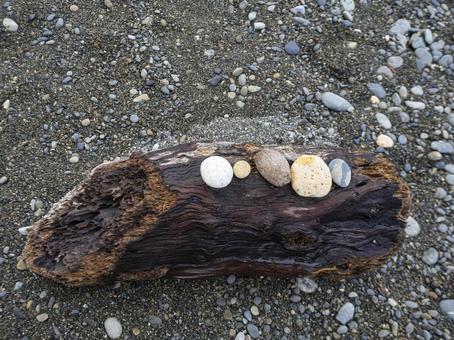 流木に並ぶ海からの贈り物 流木,石,海岸の写真素材