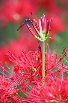 曼殊沙華の蕾とコノシメトンボのメス:横 曼殊沙華の蕾とコノシメトンボのメス:横 曼殊沙華,コノシメトンボ,赤とんぼの写真素材