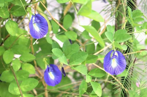 ハーブ バタフライピー(チョウマメ) ハーブ バタフライピー(チョウマメ) バタフライピー,植物,花の写真素材