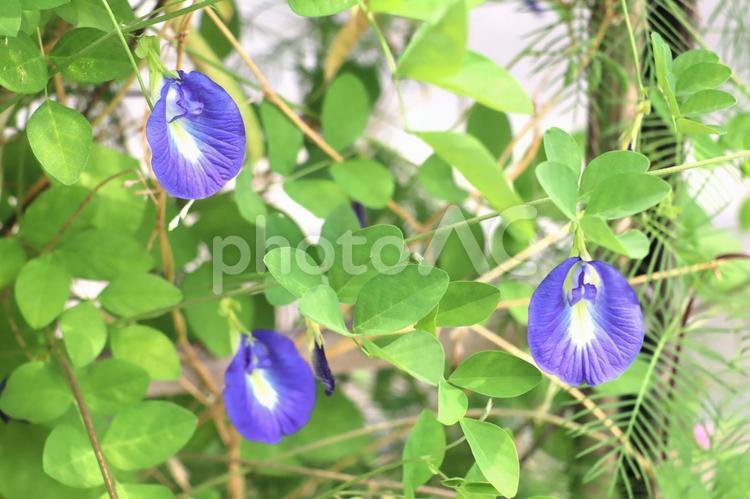 ハーブ　バタフライピー（チョウマメ） バタフライピー,植物,花の写真素材