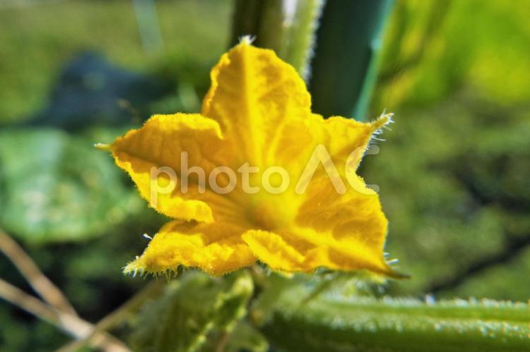 きゅうりの花・アップ きゅうりの花,きゅうり,野菜の花の写真素材