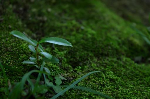 幼少期の木-4 幼少期の木-4の写真