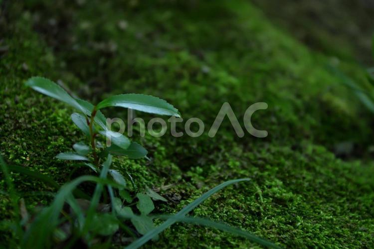 幼少期の木-4 野草,若芽,苔の写真素材