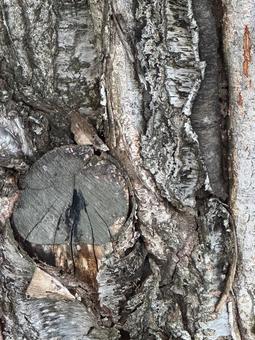 木肌 木肌,木,表面の写真素材