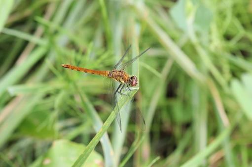 Photo, dragonfly, insect, grassland, 