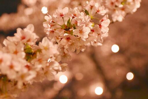 夜桜 夜桜の写真
