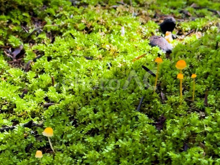 苔の上に咲く小さなキノコ 苔,キノコ,小さなキノコの写真素材