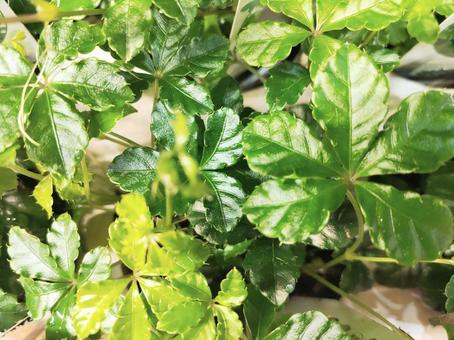 Photo, sugar pine, foliage plant, vivid, 