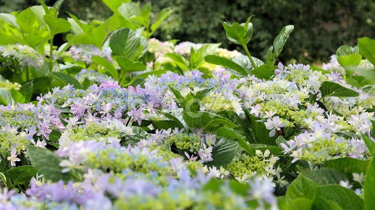 可睡斎のがくあじさい あじさい,紫陽花,梅雨の写真素材