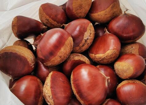 栗 栗,栗拾い,秋の写真素材