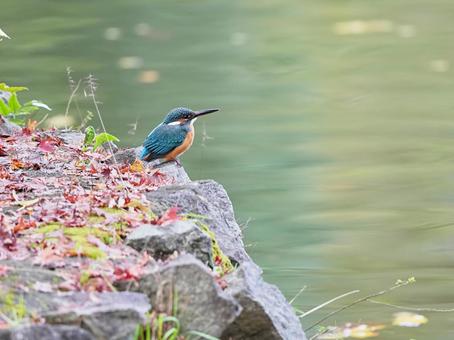 佇むカワセミ カワセミ,青い鳥,紅葉の写真素材