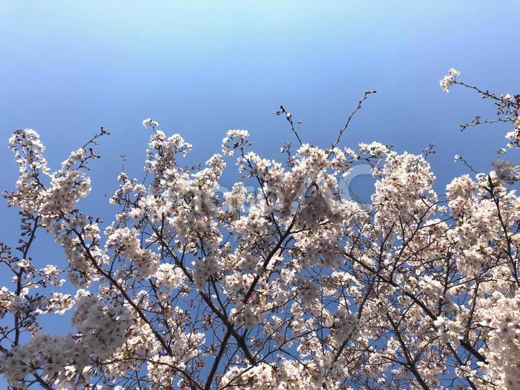 桜　ソメイヨシノ 桜,さくら,サクラの写真素材