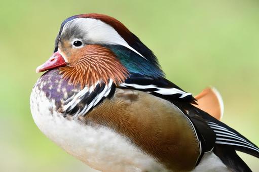 オシドリ オシドリの写真