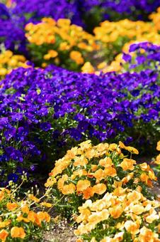 紫とオレンジのパンジーの写真