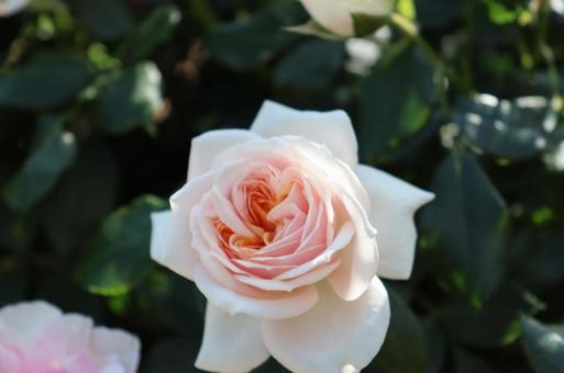 薔薇 薔薇の写真